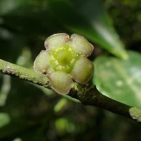 Euonymus walkeri Wight